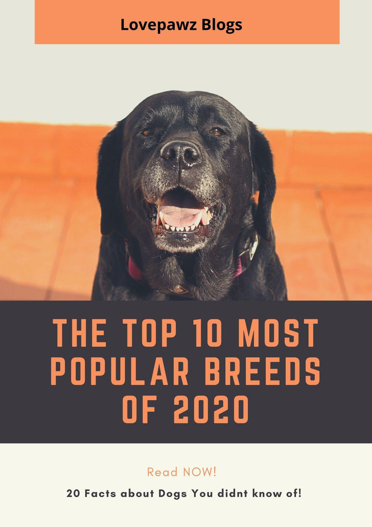 Top 10 Most Popular Dog Breeds of 2020 Read Now!