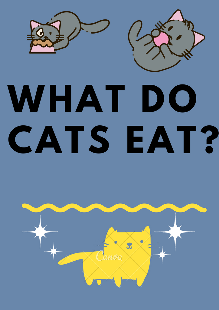 What Do Cats Eat?