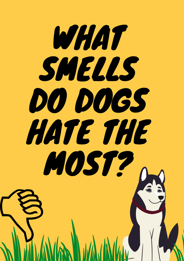 What Smells Do Dogs Hate The Most?