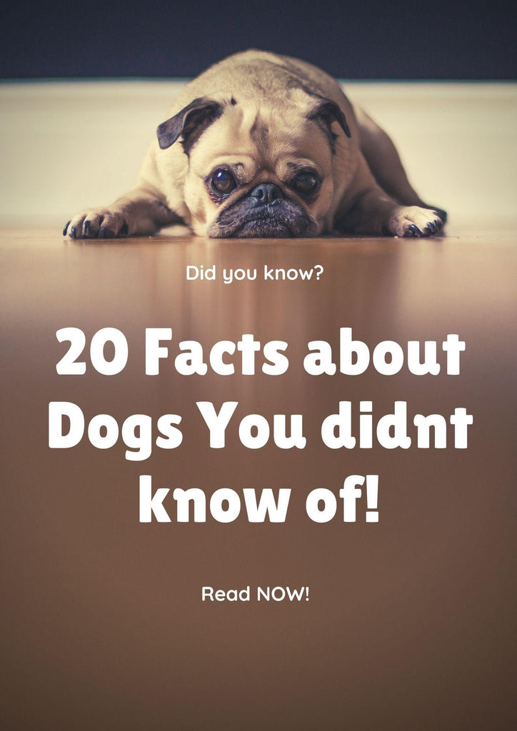 20 Amazing Facts About Dogs You Probably Didn't Know