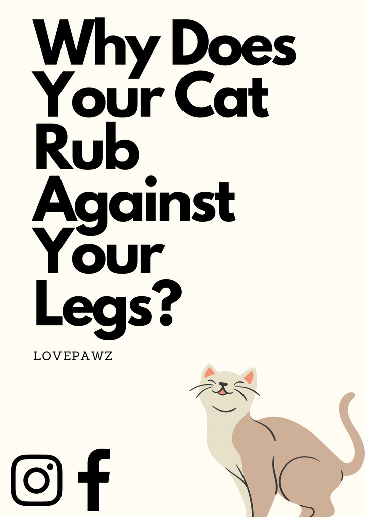 Why Does Cats Rub Against Our Legs?
