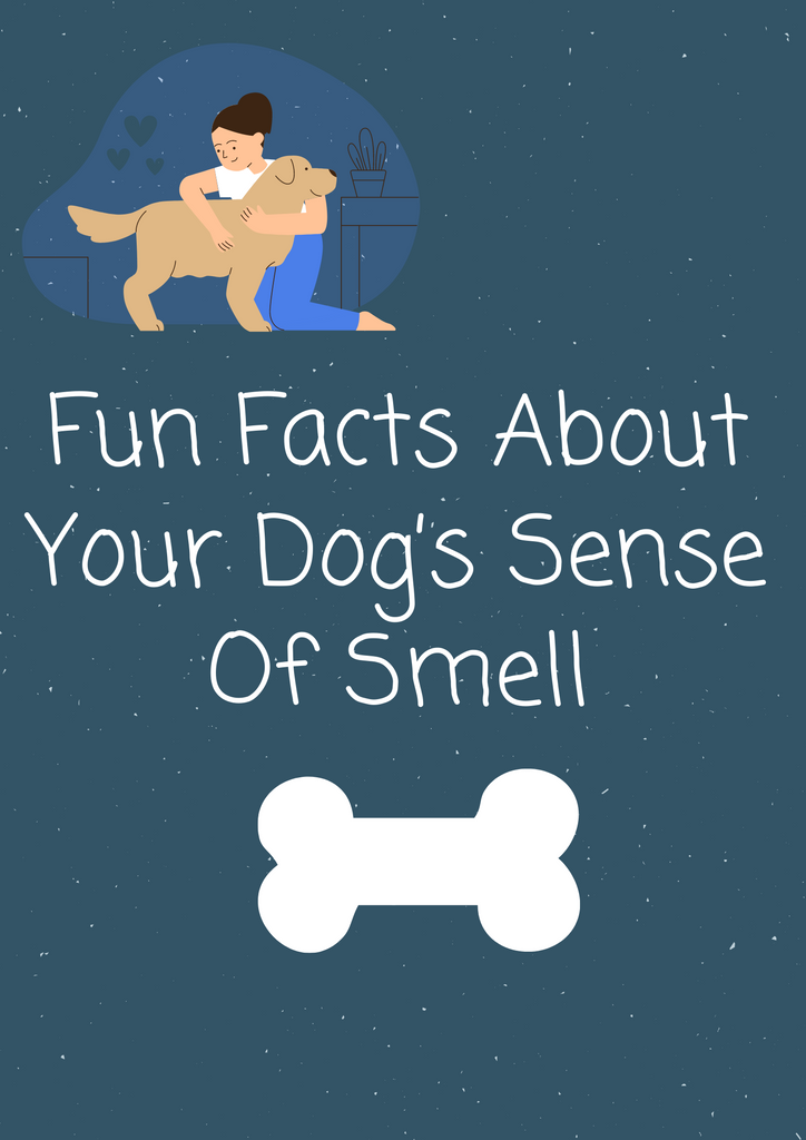 Fun Facts About Your Dog’s Sense Of Smell