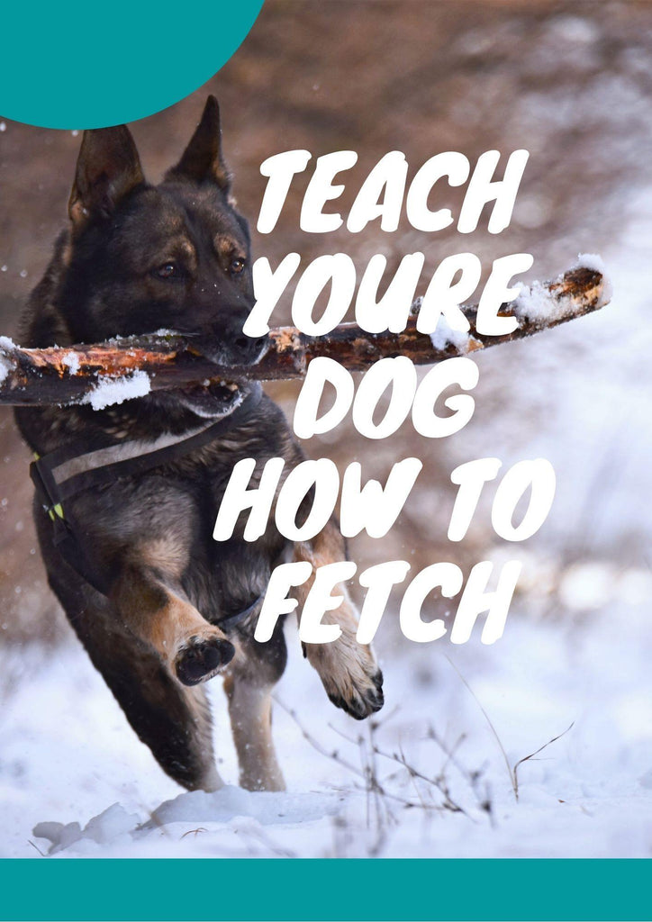 How to Teach a Dog to Fetch