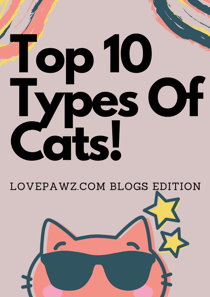 The 10 Best Types of Cats