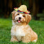 Cute Mini Sombrero Hat - Lovepawz