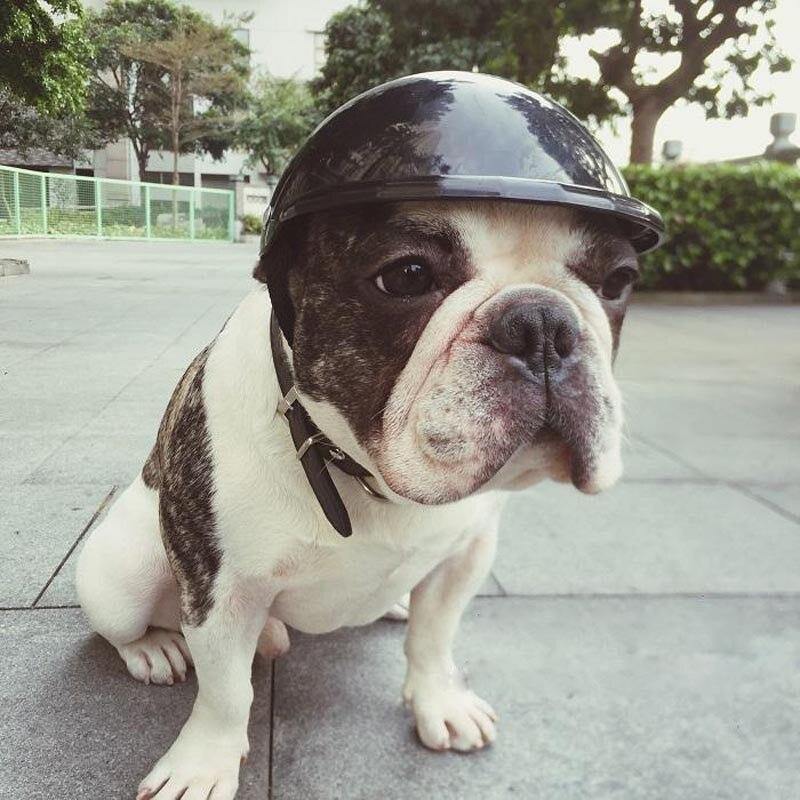 Cool Dog Motorcycle Fashion Plastic Hat Helmet - Lovepawz