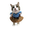 Funny Angry Teacher Cat Costume - Lovepawz