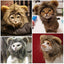 Lion Mane Dog Cat Wig Hat Costume - Lovepawz