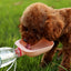 Clip On Plastic Bottle Dog Drinking Feeder Bowl - Lovepawz