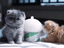 Milkpop Ultimate Pup Feeder - Lovepawz