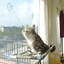 Cat Window Hammock - Lovepawz